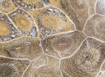 Polished Fossil Coral Head - Very Detailed #9344-1